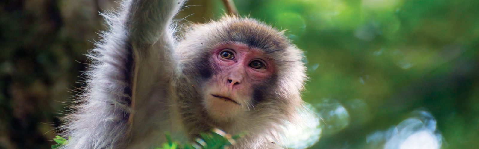 Monkey, Sandakan, Borneo