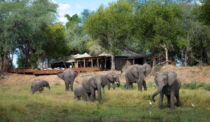 ruckomechi-elephants-zimbabwe