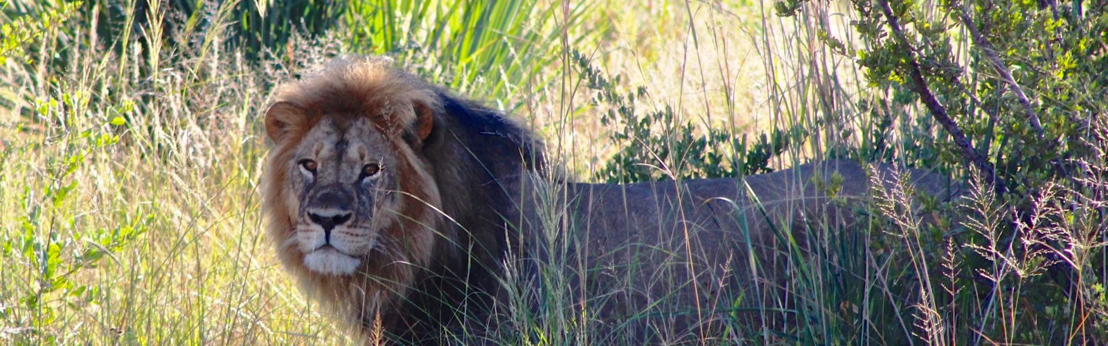 Lion near rain gauge pan Zimbabwe