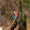 Bomani-Tented-Lodge---Lilac-Breasted-Roller