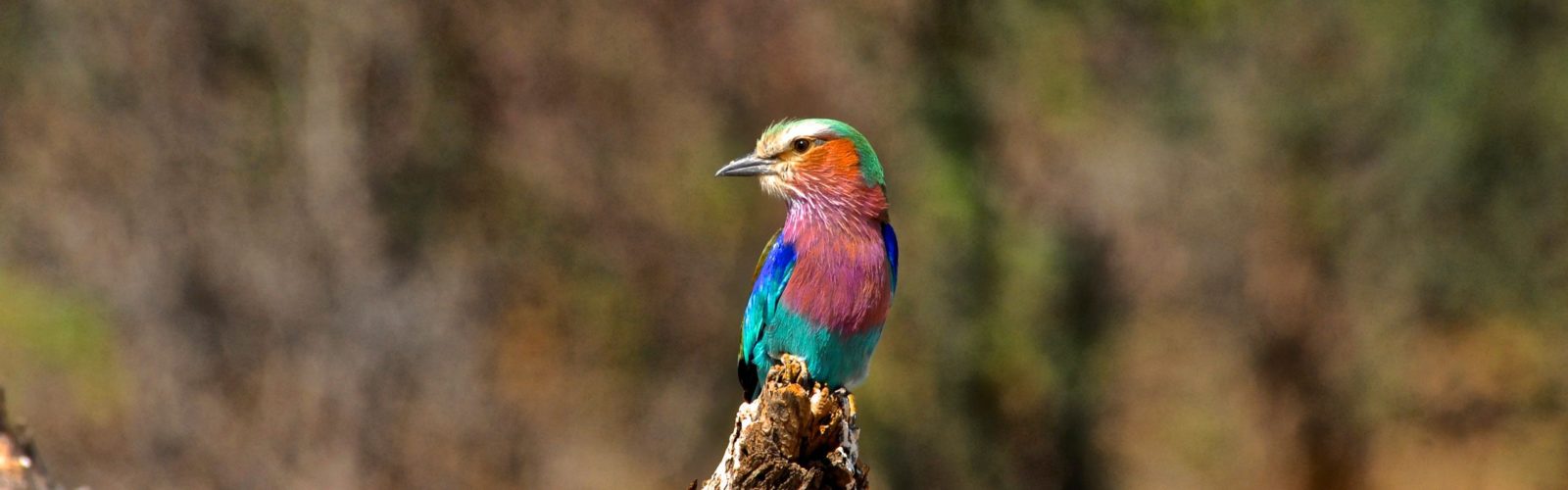 Bomani-Tented-Lodge---Lilac-Breasted-Roller