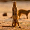 Banded-mongoose-on-patrol Zimbabwe