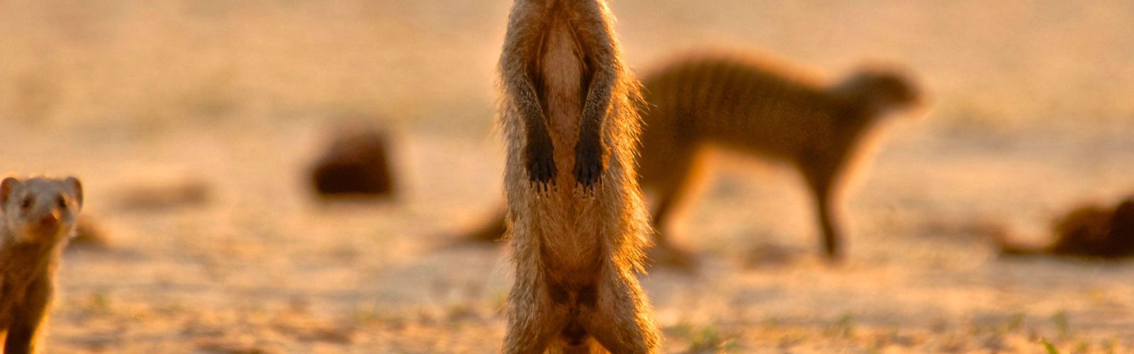 Banded-mongoose-on-patrol Zimbabwe