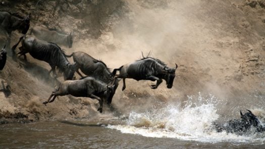 great-migration-river-crossing-kenya