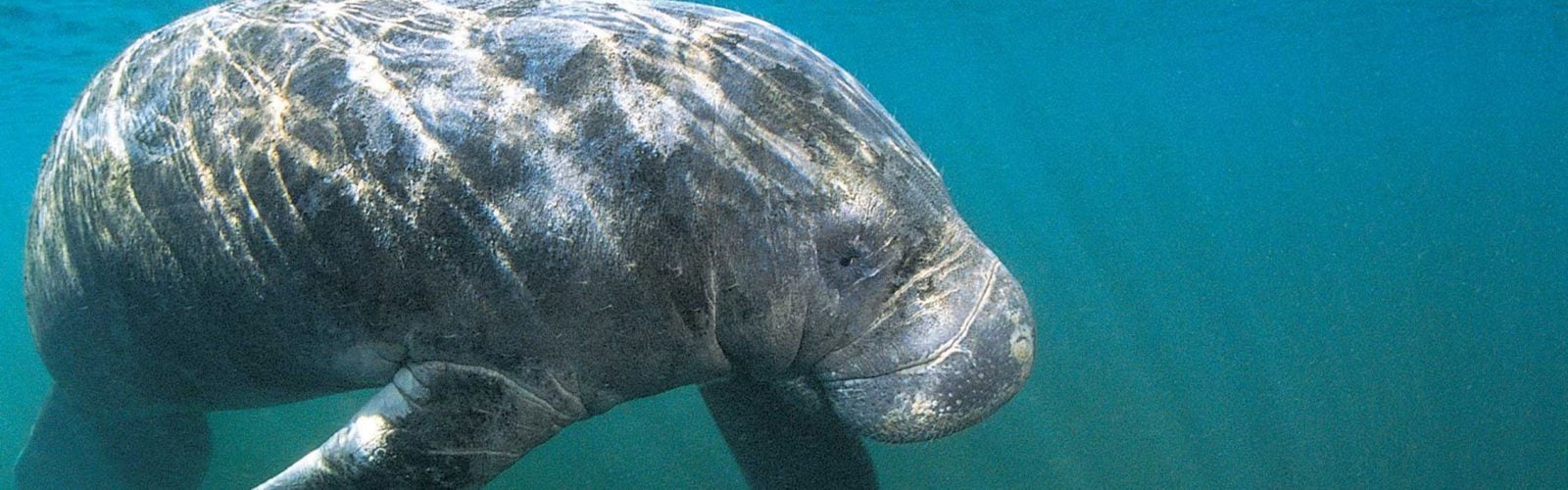 dugong-sea