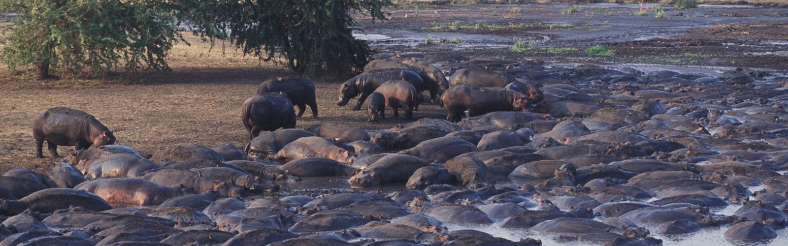 chada-katavi-hippos-kenya