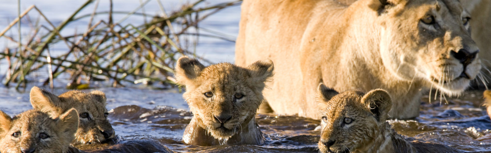 Lion cubs, safari, Africa