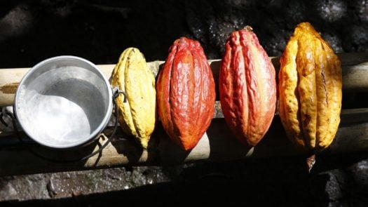 Cacao pods, Amazon
