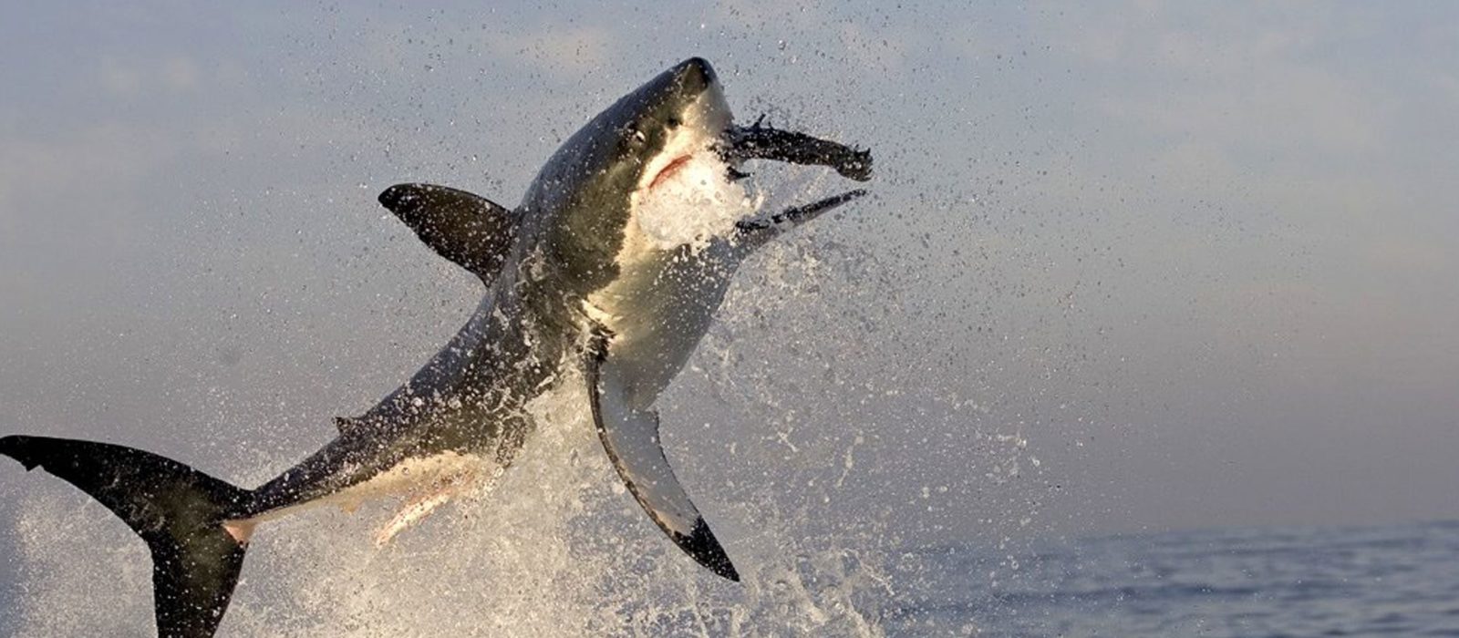 great white shark breaching tours south africa