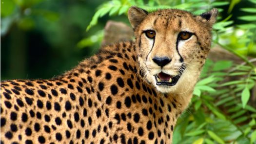 cheetah-south-africa