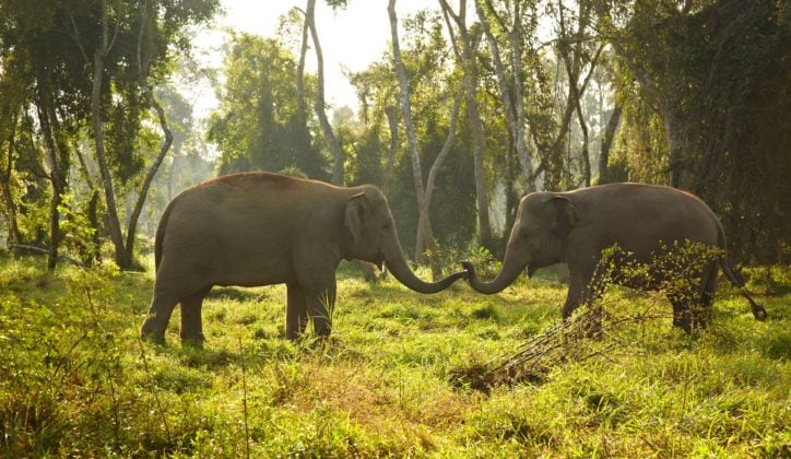 Asian elephants in their natural habitat
