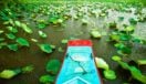 Front of boat, waterlilies, Vietnam