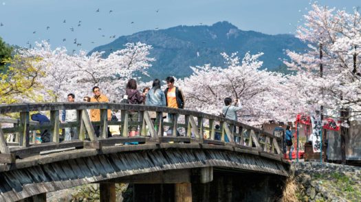 arashiyama-bridge-cherry-blossom-japan