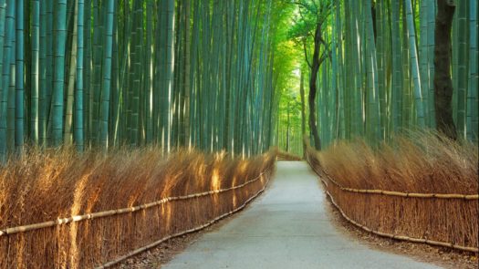 arashiyama-bamboo-grove-japan