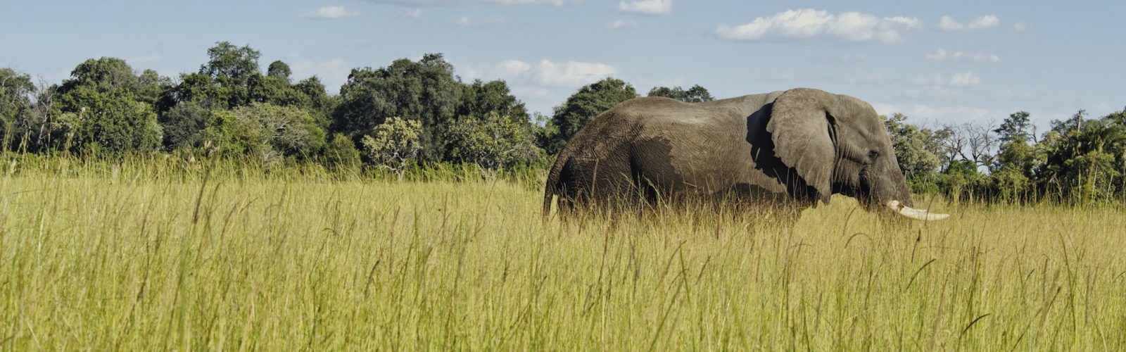 Elephant walking in the grass, Botswana