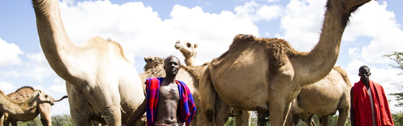 Camels Segera Lakipia Kenya