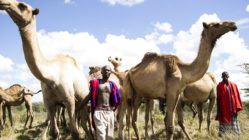Camels Segera Lakipia Kenya