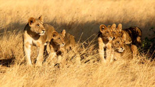 lions-samburu-kenya-africa