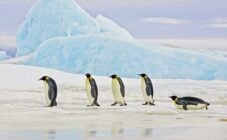 Emperor penguins marking through the ice in Antarctica
