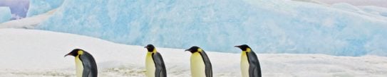 Emperor penguins marking through the ice in Antarctica