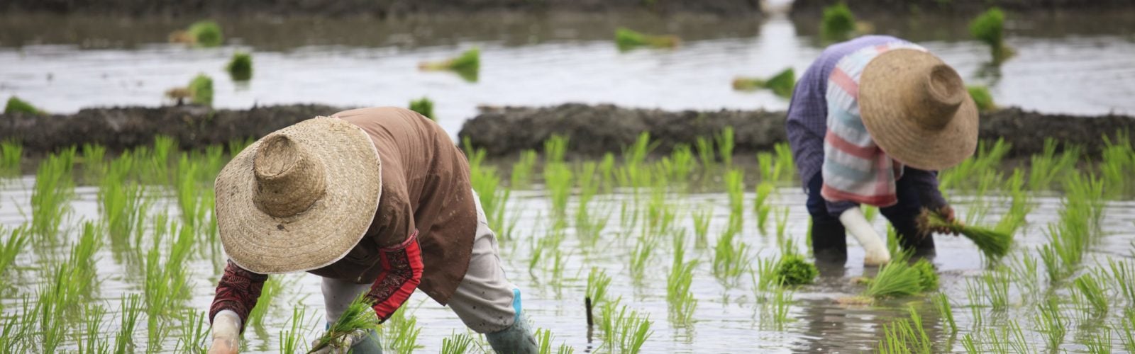 Farmers on rice paddy fields