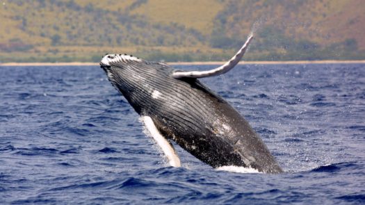 Humpback whale breaking water