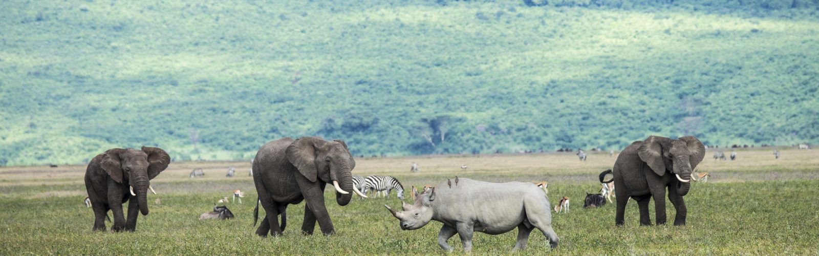 rhino-ngorongoro-crater-tanzania