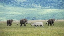 Rhino, African elephants, zebra and game in the grassy plains of the Ngorongoro Crater, Tanzania