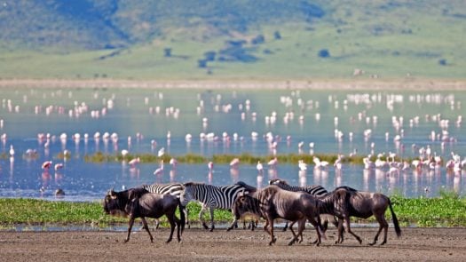 Buffalo and flamingo, Ngorogoro, Tanzania. The Ngorongoro Crater is home to many species of animals.