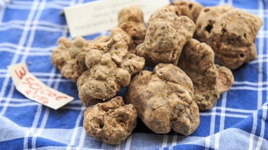 white-truffle-italy