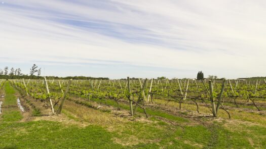 Vineyards in Uruguay
