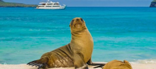Sealion and cruise ship, Galapagos Islands, Odyssey Cruises,