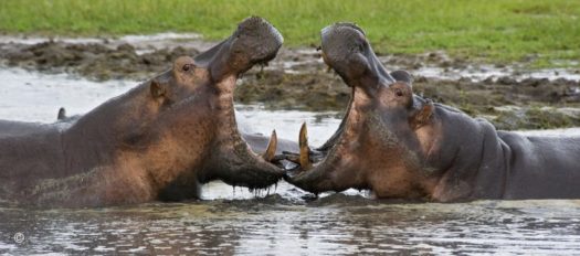 Two hippos facing each other with mouths open in the waters of Katavi National Park, Tanzania