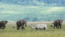 Rhino, African elephants, zebra and game in the grassy plains of the Ngorongoro Crater, Tanzania
