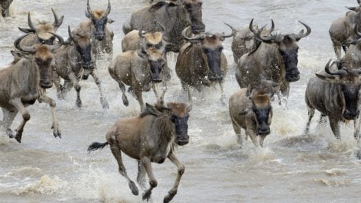 Wildebeest river crossing, the Great Migration, Serengeti, Tanzania