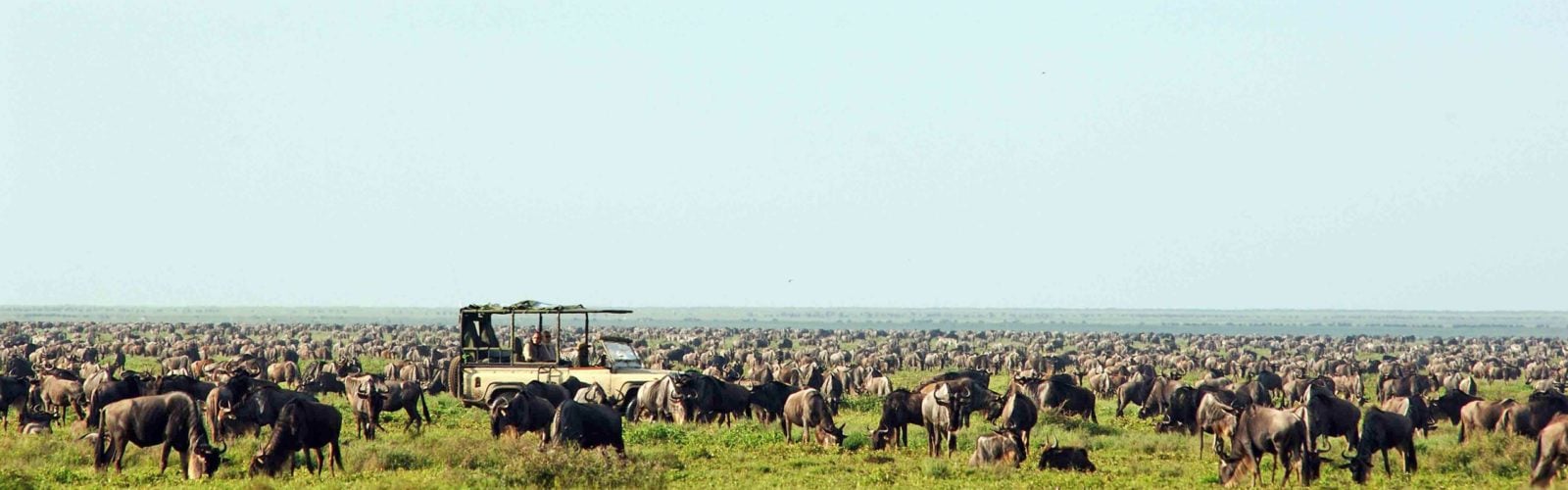 Great Migration safari, Tanzania, Africa