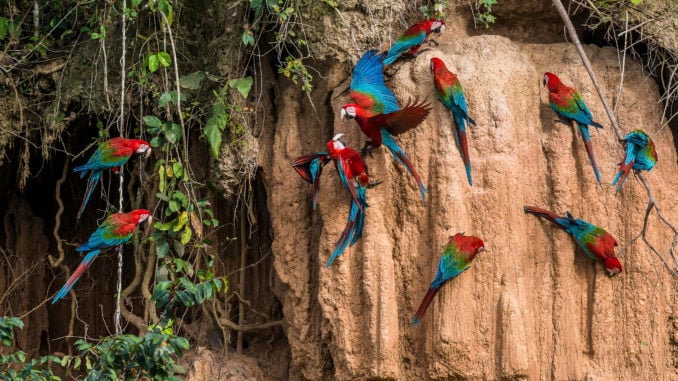 macaws-amazon-peru