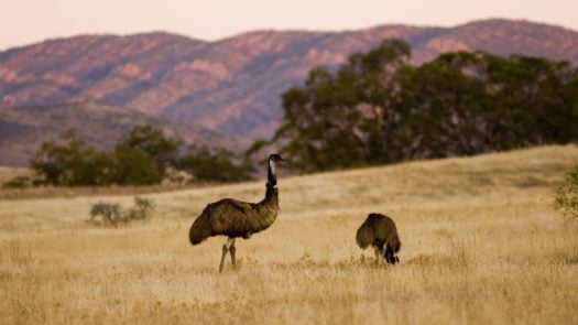 Arkaba landscape, the Outback, Australia
