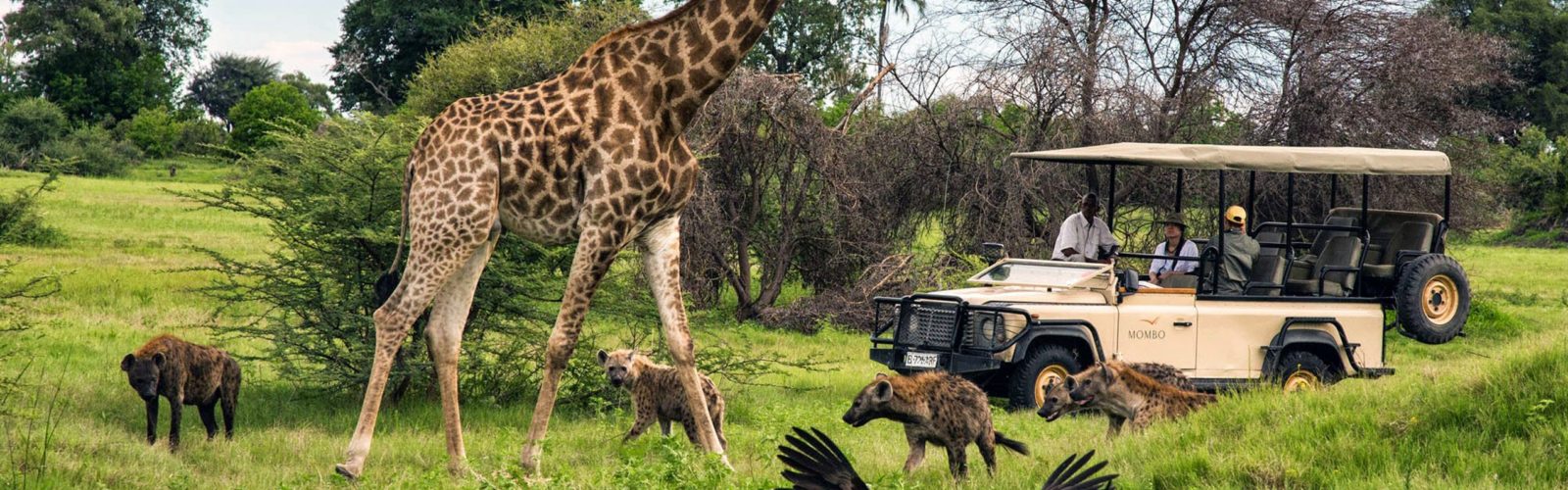 Safari jeep watching giraffe and jackals
