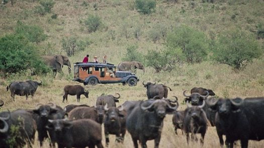 wildebeest-cottars-camp-kenya