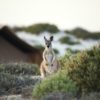 kangaroo in sal salis