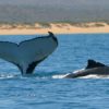 humpback whale sal salis