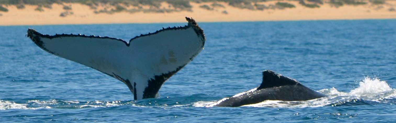 humpback whale sal salis
