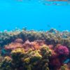 Coral Reef Sal Salis Australia