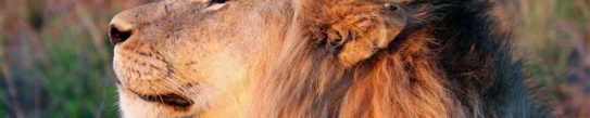 Close up of a male lion