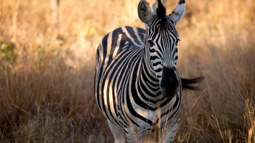 Zebra, Sabi Sands, South Africa