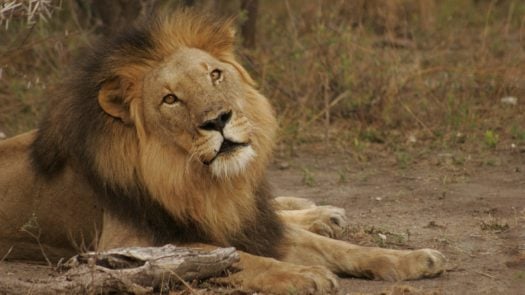 madikwe-game-reserve-lion-south-africa