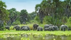 Herd of elephants moving through the waters of a clearing in a dense green Nyerere National Park, Tanzania