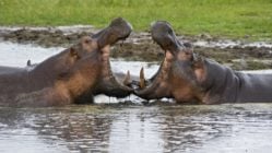 Two hippos facing each other with mouths open in the waters of Katavi National Park, Tanzania