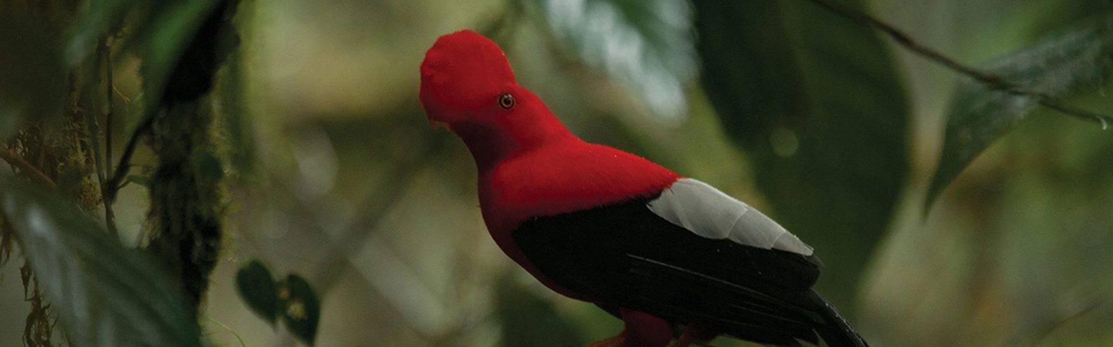 Beautiful bird, Ecuadorian Cloud Forests, Ecuador
